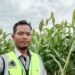 Sorgum dan Harapan Baru Pangan Sehat Indonesia