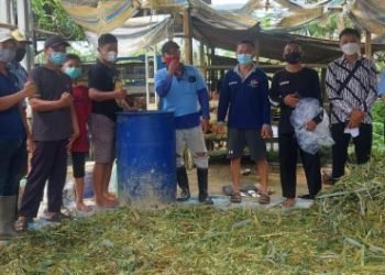 DPD LDII KOTABARU MENGADAKAN PELATIHAN PEMBUATAN PAKAN TERNAK FERMENTASI