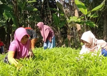 LDII Dorong Masyarakat Berdayakan Pekarangan untuk Ketahanan Pangan Keluarga