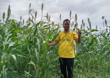 Lakukan Diversifikasi Pangan, Ketua LDII Kabupaten Tanah Laut Budidayakan Sorgum