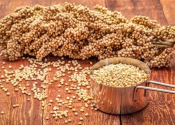 Sorgum untuk Diversifikasi Pangan Nasional