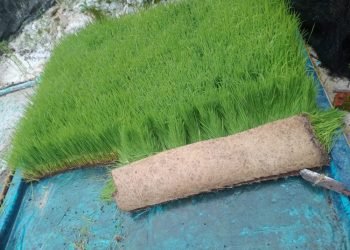 Hemat dan Praktis, Warga LDII Tala Semai Padi di Atas Plastik