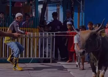 PAC LDII Desa Rampa Kurban 4 Ekor Sapi Pada Iduladha 1444 H