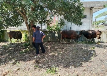 Keseruan Jaga Sapi Kurban, Rela Lembur Hingga Kejar Sapi Lepas