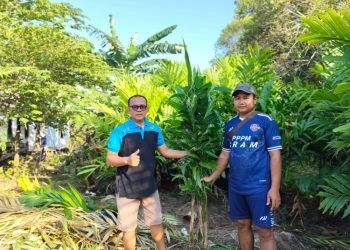 Ketua PAC LDII Angsau Bagikan Bibit Pohon Pinang Gratis, Ini Kegunaannya