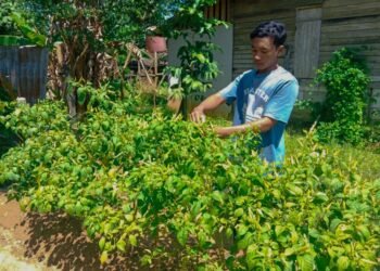 Isi Waktu Luang dengan Bertani, Muballigh LDII di Tanah Laut Sukses Panen Cabai