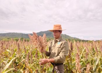 Kembangkan Pangan Alternatif Unggul, Ketua DPD LDII Tanah Laut Budidayakan Sorgum