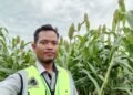 Sorgum dan Harapan Baru Pangan Sehat Indonesia
